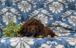 Cockapoo dogs for sale: Mason - Image 3