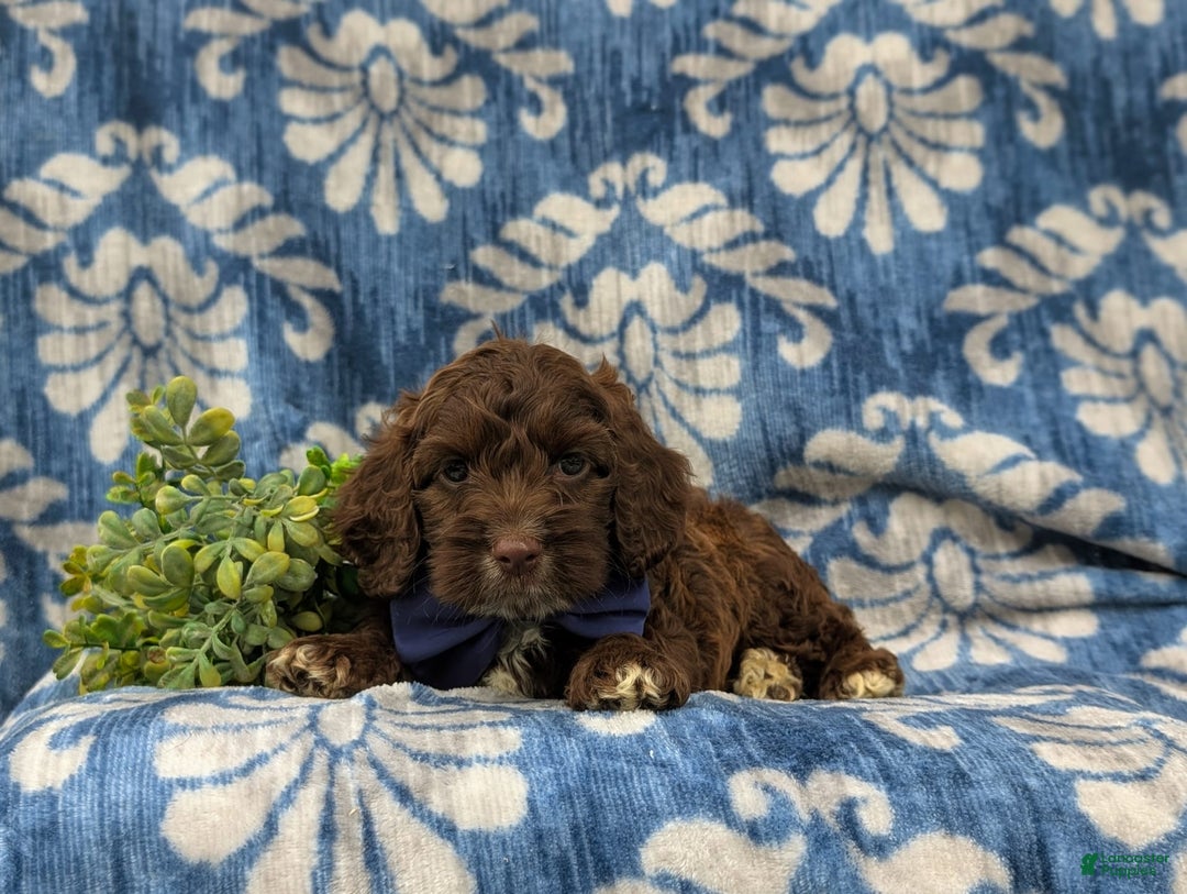 Cockapoo dogs for sale: Mason - Image 3