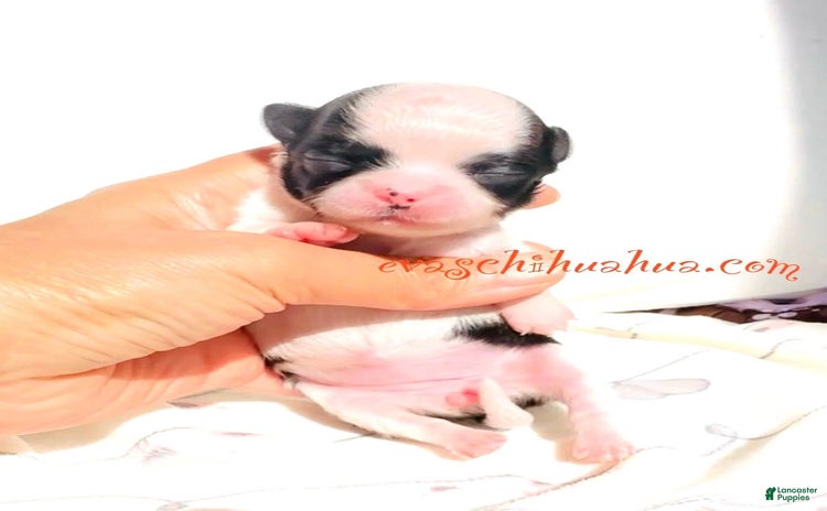 Chihuahua dogs for sale - Ad 3