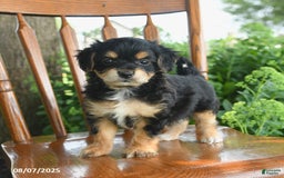 Teddy Bear dogs for sale: Zephyr - Image 1