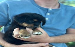 Golden Retriever dogs for sale: Female 3 - Image 1