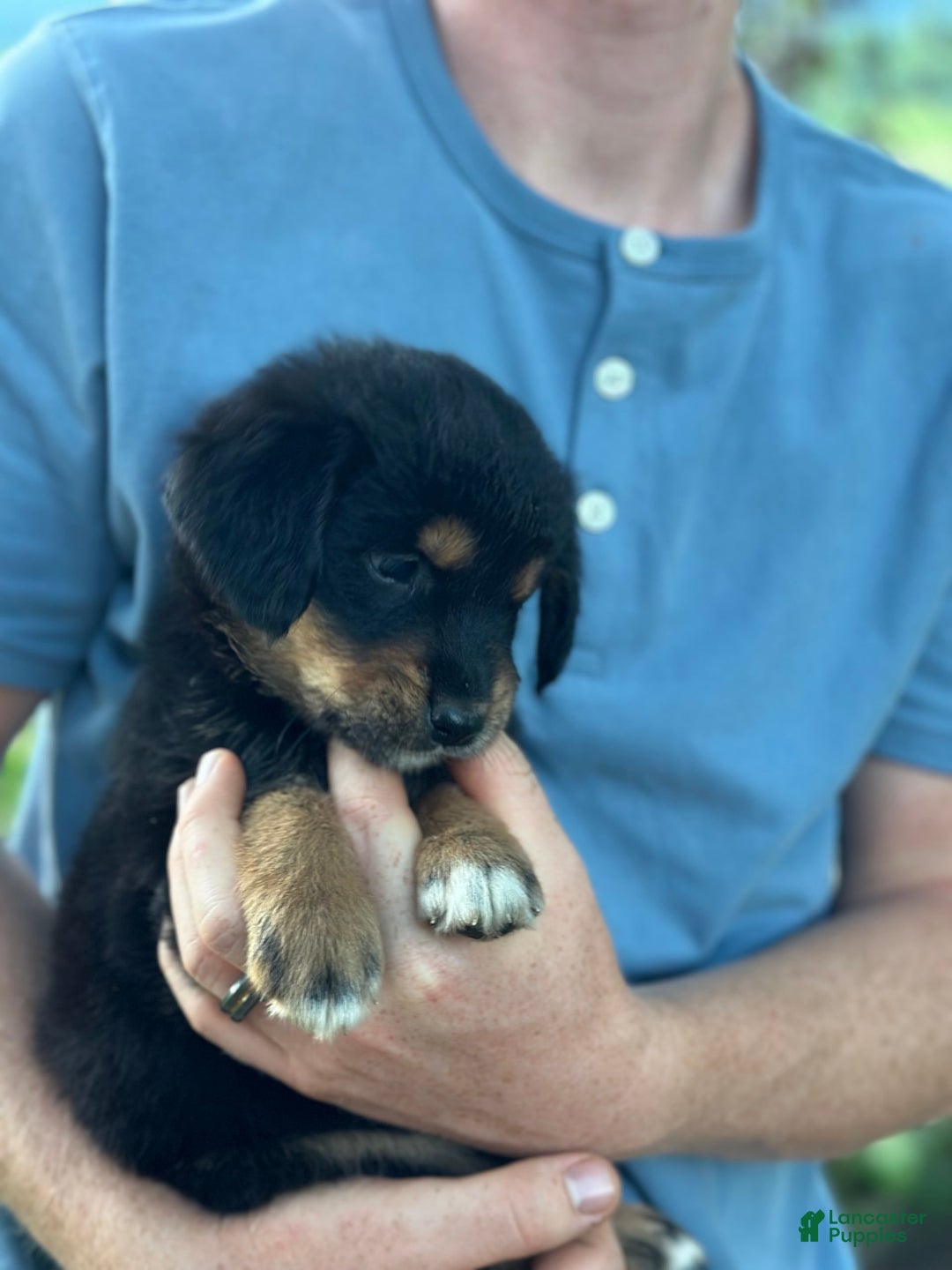 Golden Retriever dogs for sale: Female 3 - Image 1