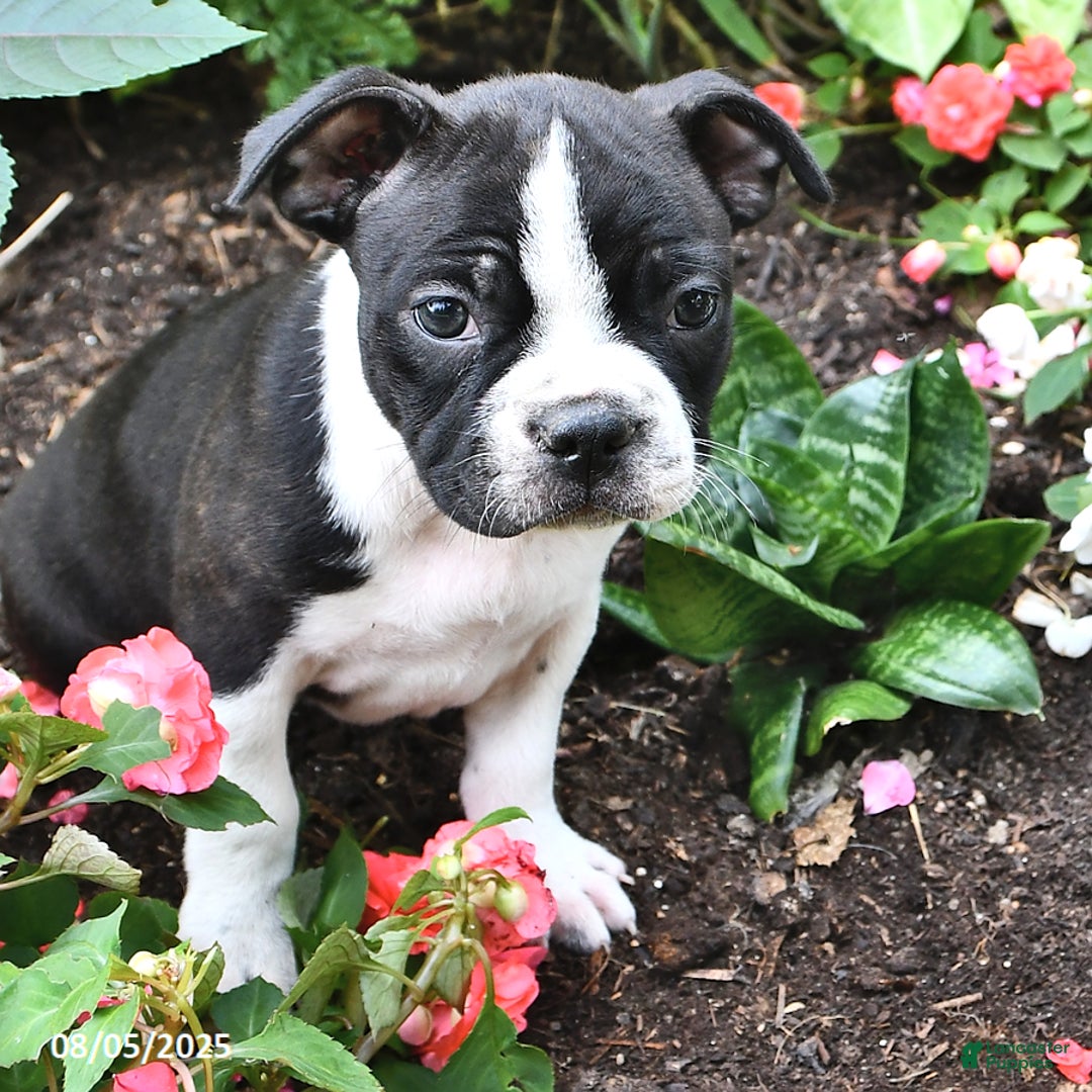 Boston Terrier dogs for sale: Joanne - Image 2