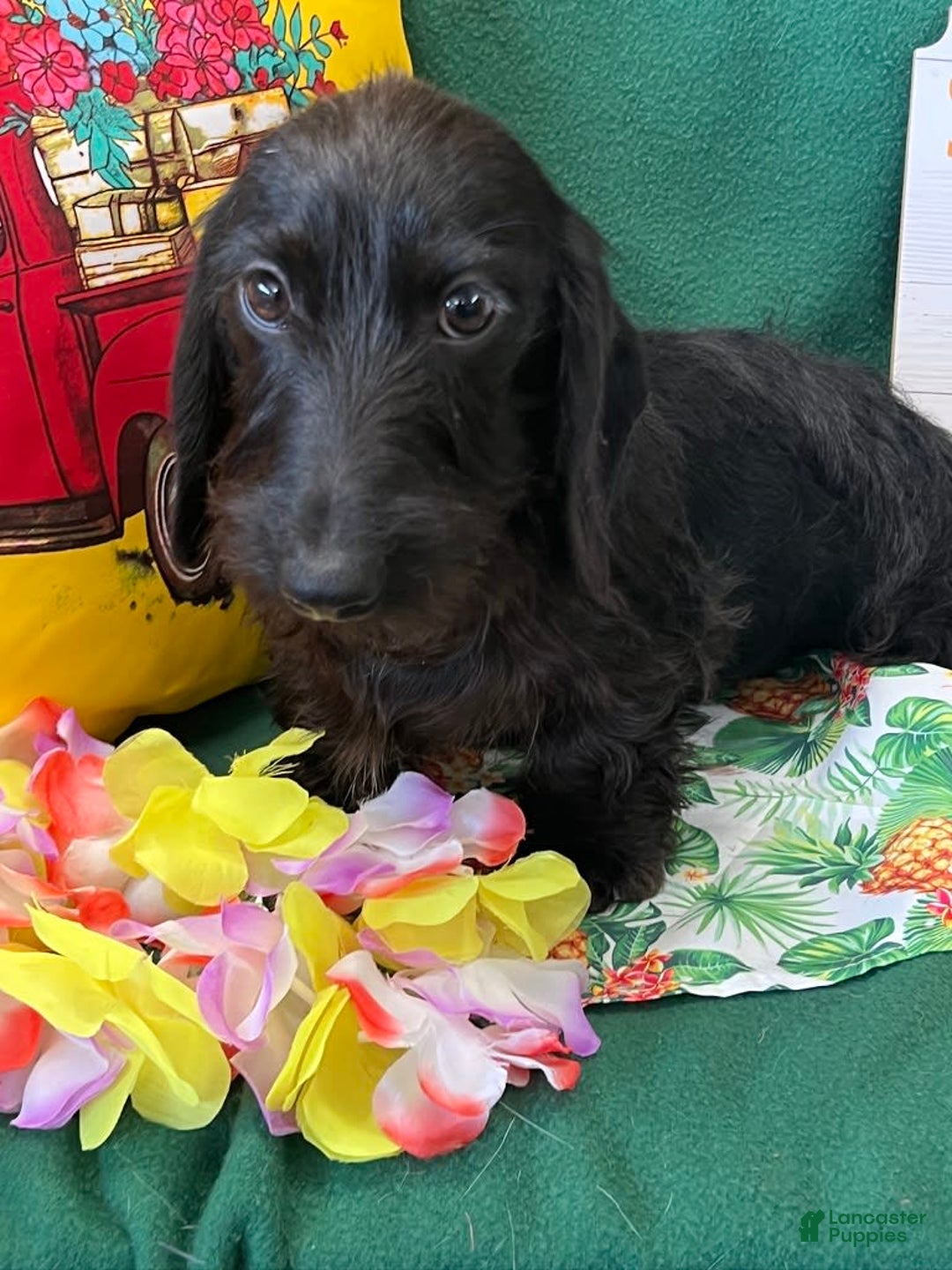 Dachshund dogs for sale: Zorro - Image 2