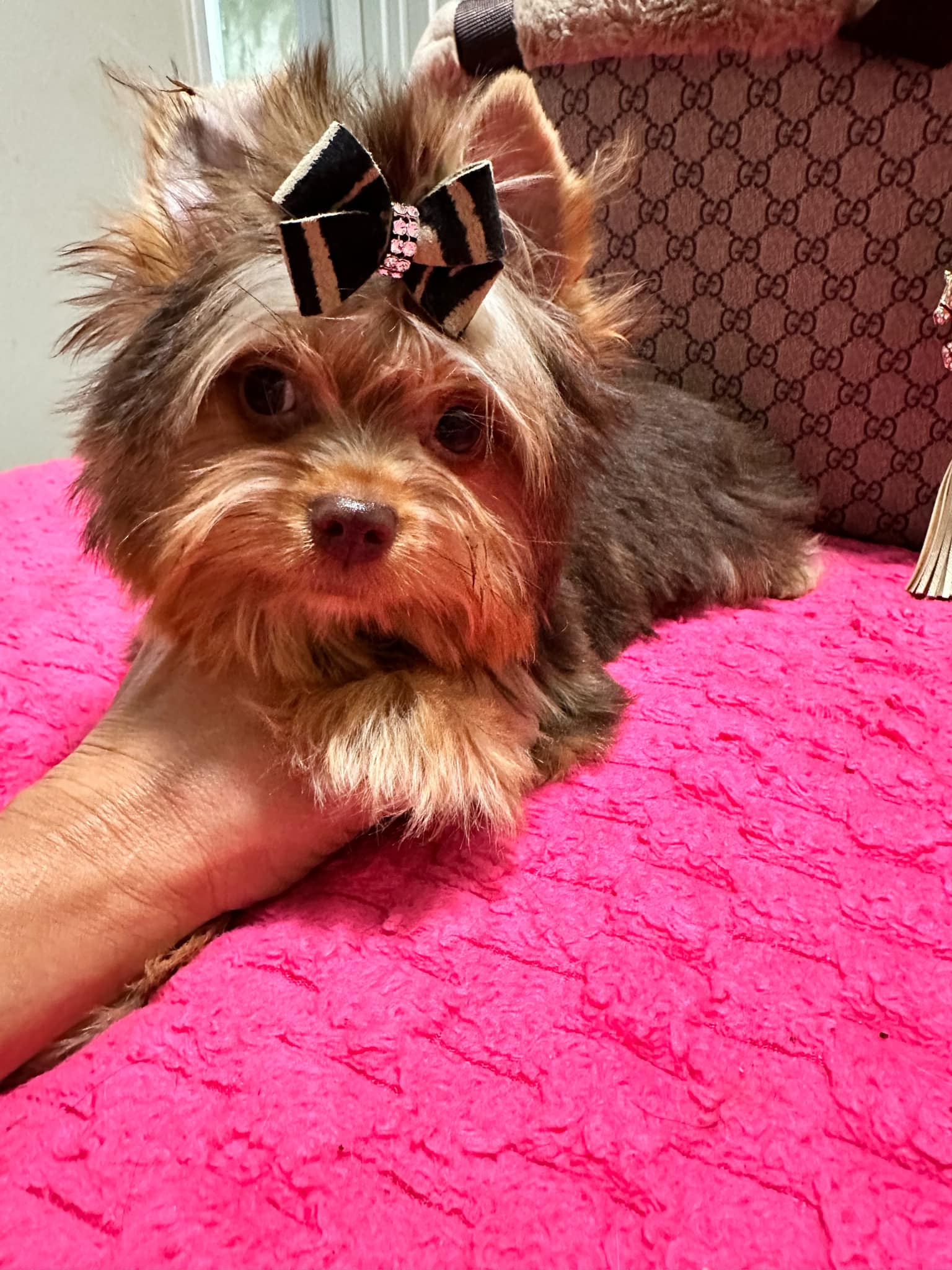 Yorkshire Terrier dogs for sale: Yorkshire Terrier 5 puppies - Image 21