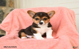 Welsh Corgi Pembroke dogs for sale: Vermont AKC - Image 5
