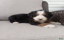 Bernedoodle dogs for sale: Ashton - Image 1