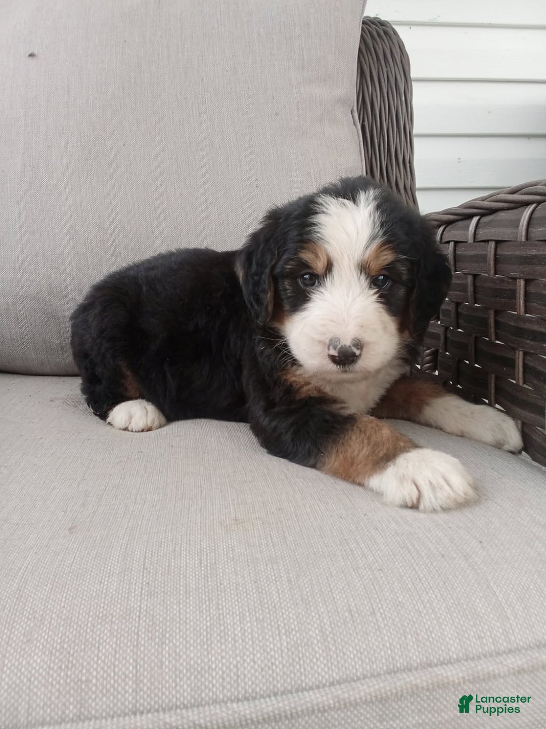 Bernedoodle dogs for sale: Ashton - Image 1