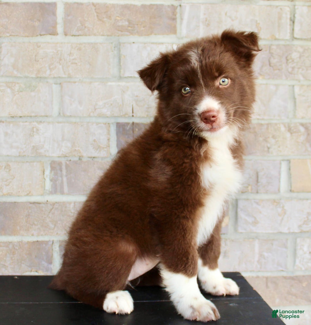 Australian Shepherd dogs for sale: Tracy - Image 4