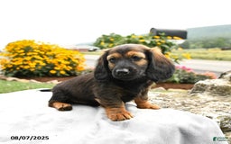 Miniature Dachshund dogs for sale: Caramel - Image 4