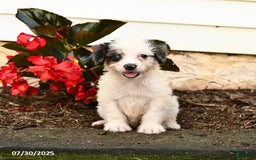 Mini Bernedoodle dogs for sale: Cookie - Image 4