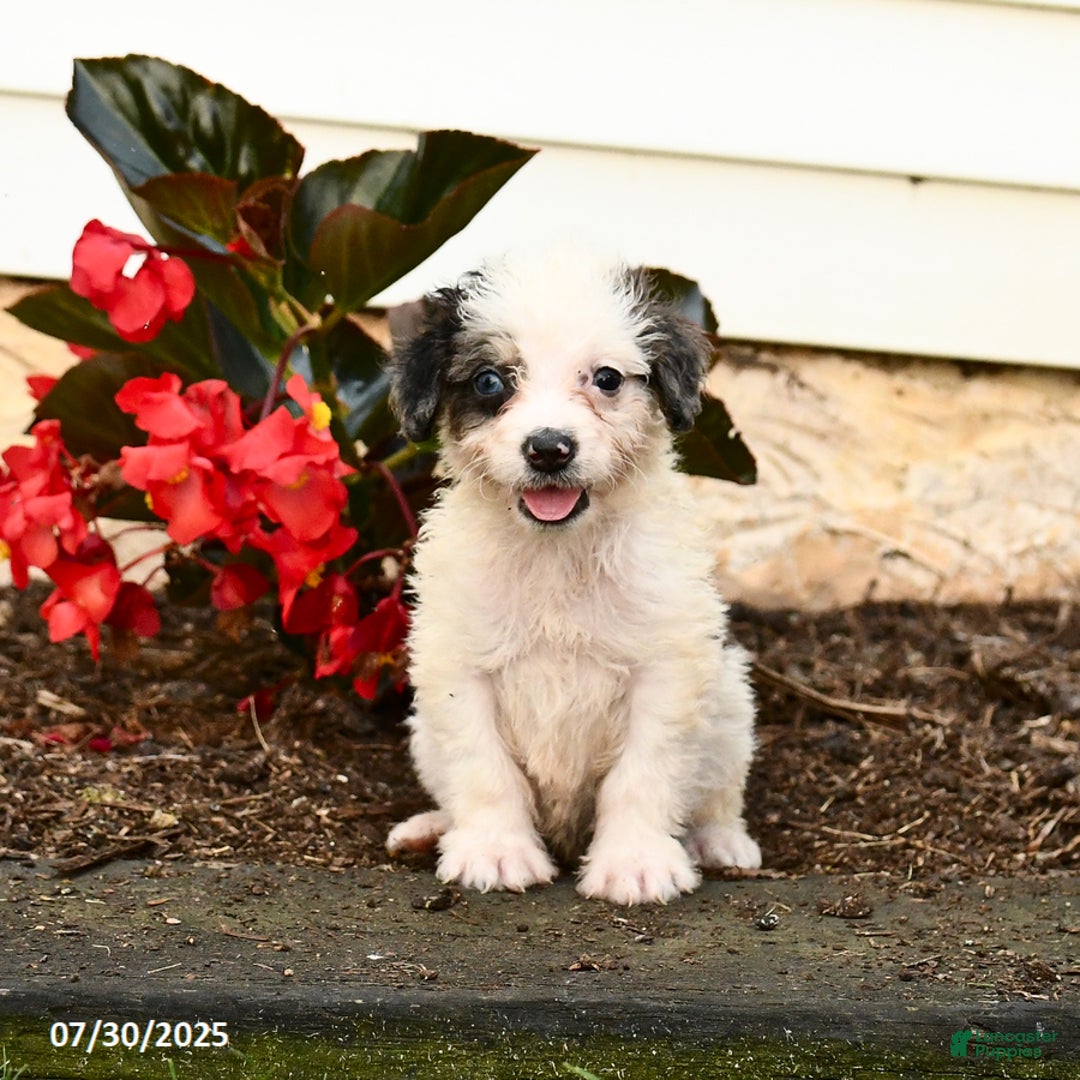 Mini Bernedoodle dogs for sale: Cookie - Image 4