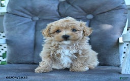 Maltipoo dogs for sale: Honey - Image 1