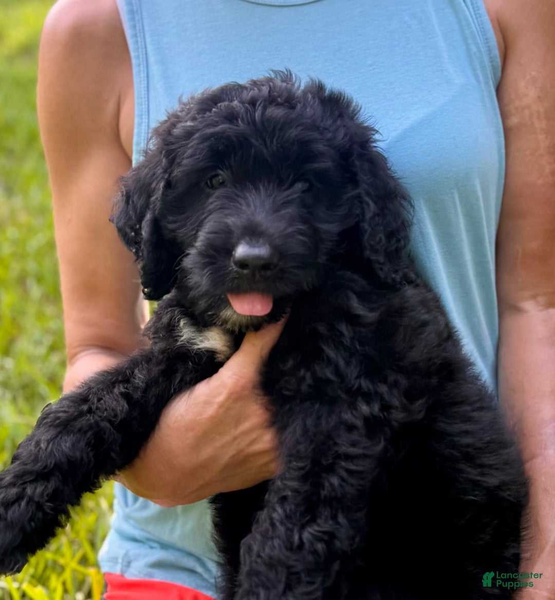 Goldendoodle dogs for sale: Brooklyn - Image 7