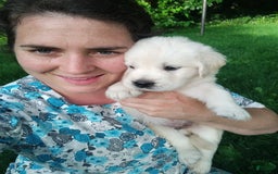 Golden Retriever dogs for sale: Pebbles - Image 14