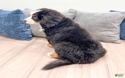 Bernese Mountain Dog dogs for sale: Ace - Image 4