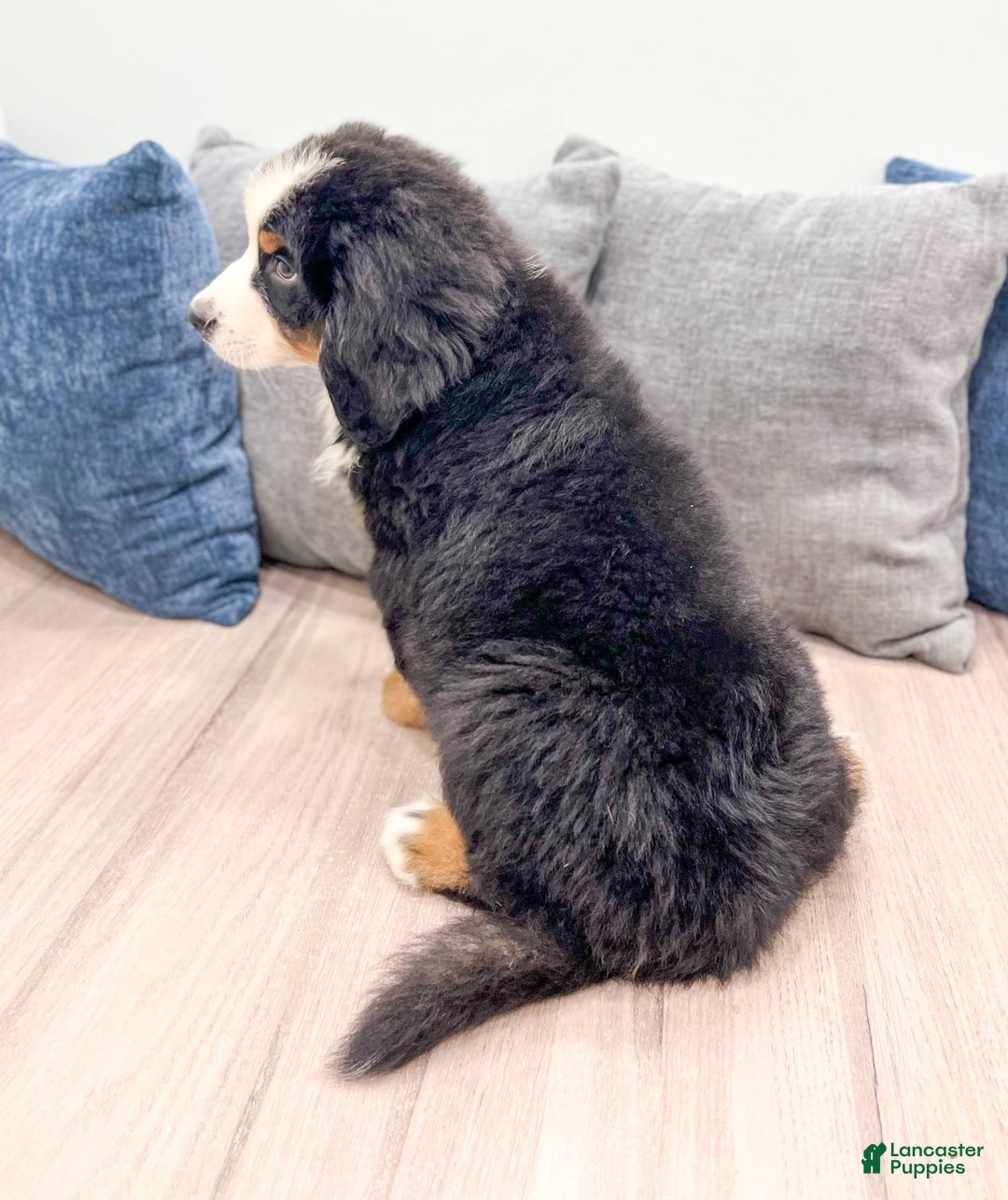 Bernese Mountain Dog dogs for sale: Ace - Image 4