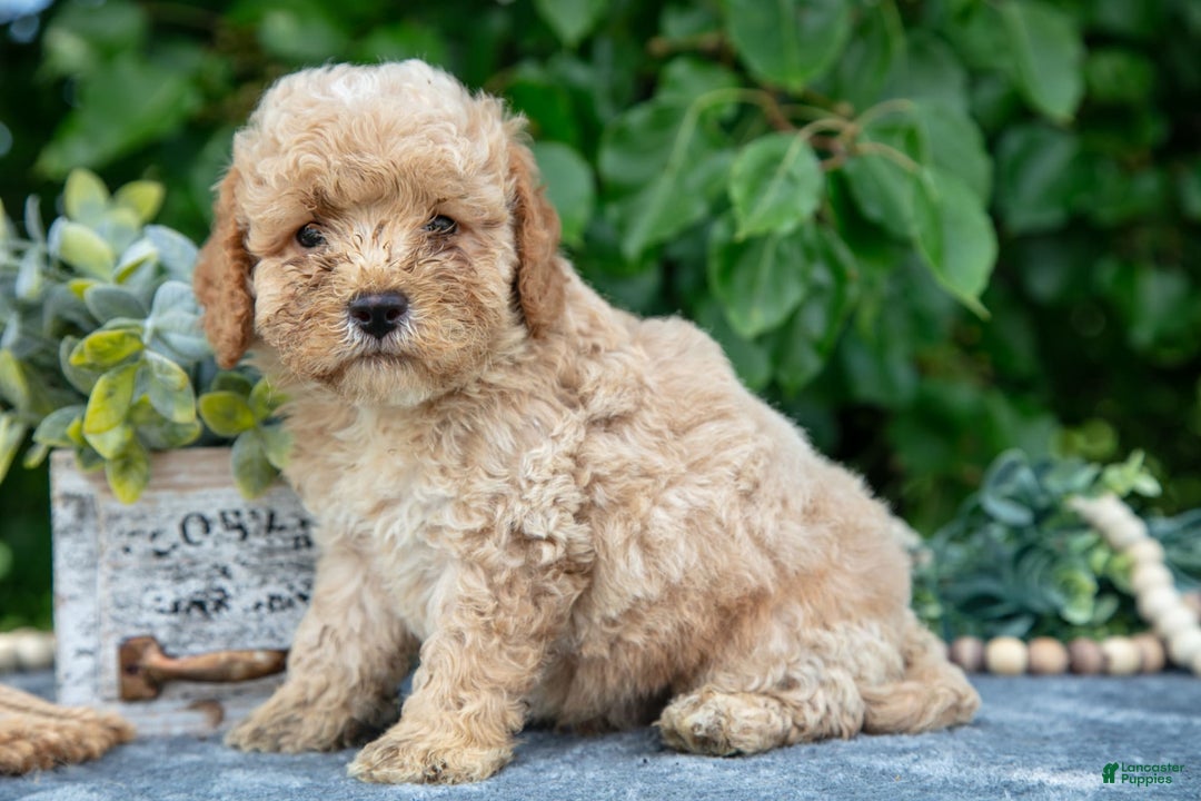 Miniature Poodle dogs for sale: Waffle - Image 3