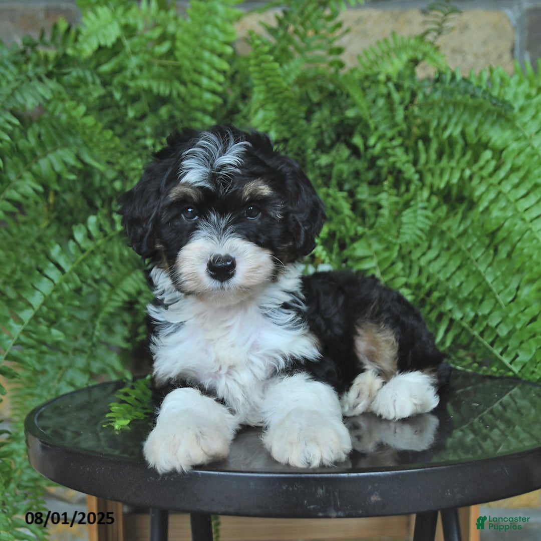 Mini Aussiedoodle dogs for sale: Cutie - Image 3