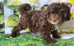 Miniature Poodle dogs for sale: Tulip - Image 3