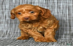 Cavapoo dogs for sale: Bruno - Image 4