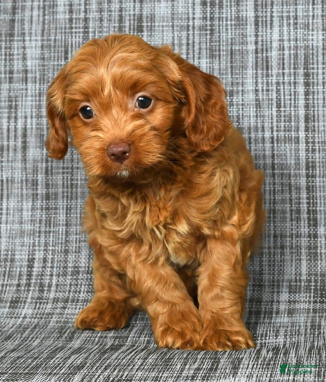Cavapoo dogs for sale: Bruno - Image 4