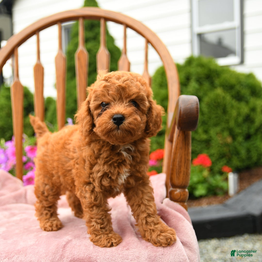 Cockapoo dogs for sale: Dusty - Image 7