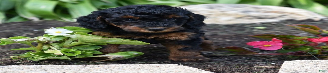 Abby