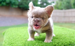 French Bulldog dogs for sale: Gorgeous George - Image 1