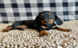 Miniature Dachshund dogs for sale: Nessa - Image 1