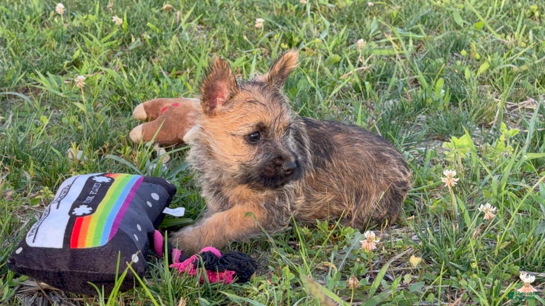 Cairn Terrier dogs for sale: Captain - Image 10