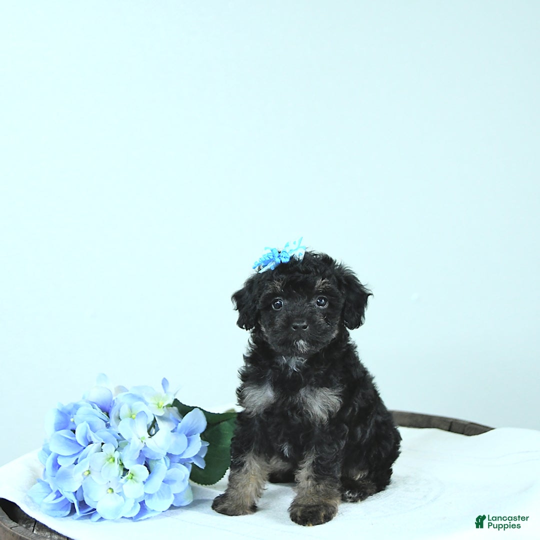 Toy Poodle dogs for sale: Twinkle - Image 9