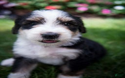 Bernedoodle dogs for sale: Shooter - Image 1