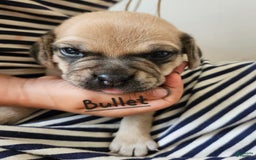 Puggle dogs for sale: Bullet - Image 4