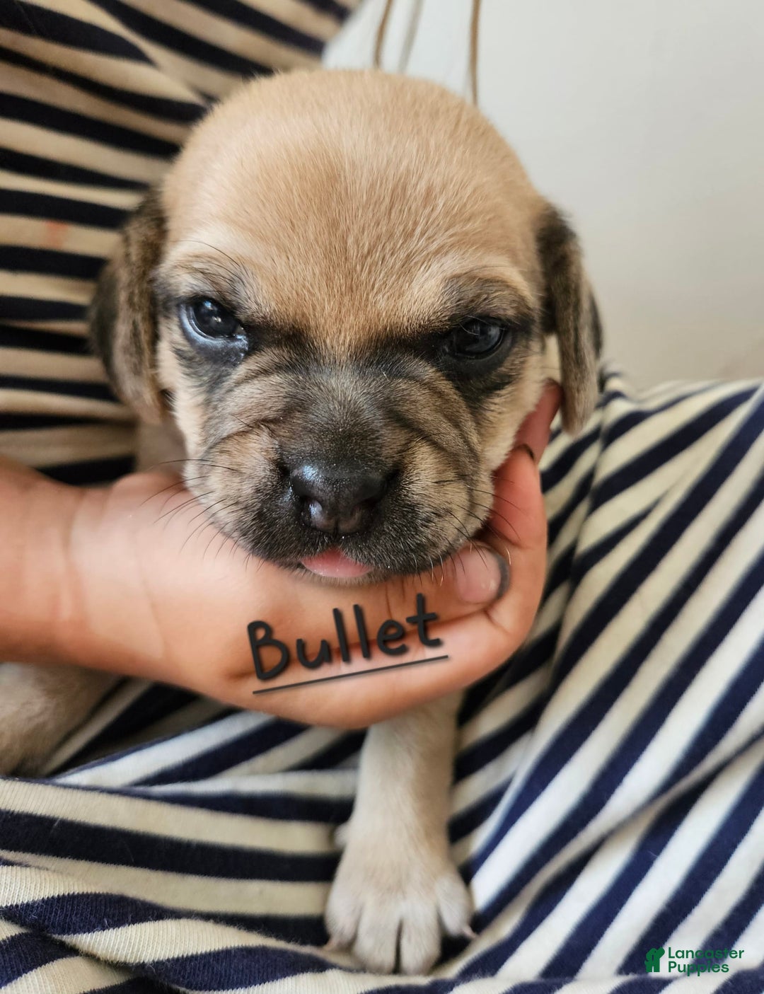 Puggle dogs for sale: Bullet - Image 4