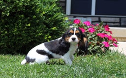 Cavalier King Charles Spaniel dogs for sale: Bear - Image 16
