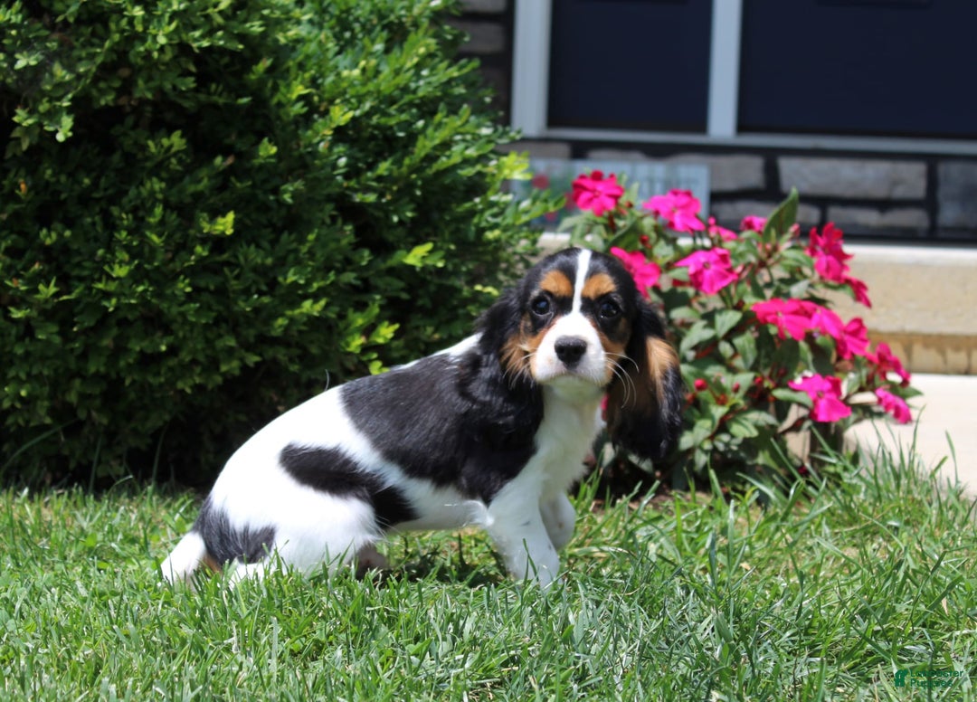 Cavalier King Charles Spaniel dogs for sale: Bear - Image 16
