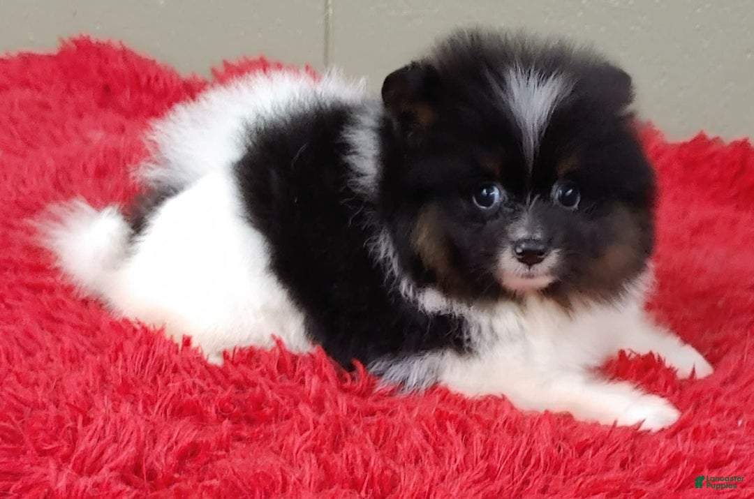 Pomeranian dogs for sale: Flip - Image 3