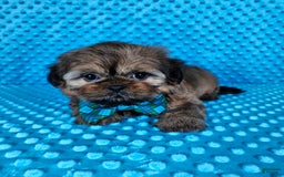 Shih Tzu dogs for sale: Koda - Image 15
