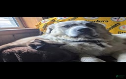 Great Pyrenees dogs for sale: Red - Image 14