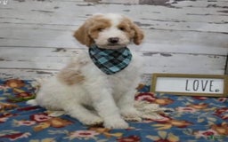 Standard Poodle dogs for sale: Gus - Image 9
