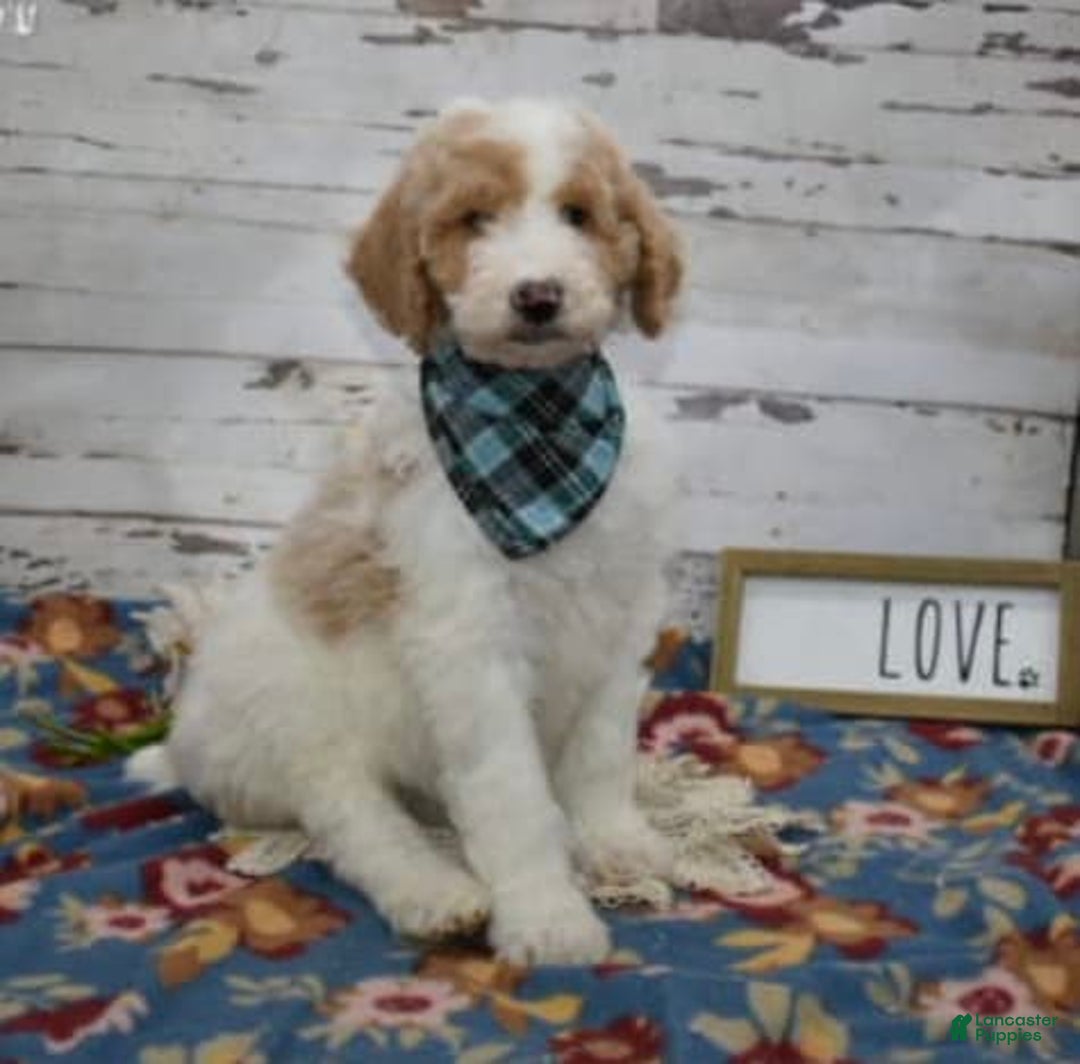 Standard Poodle dogs for sale: Gus - Image 9