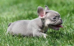 French Bulldog dogs for sale: A J - Image 9