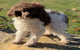 Toy Poodle dogs for sale: Precious Dna Clear - Image 9