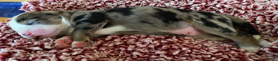 Doc Holliday