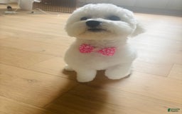 Bichon Frise dogs for sale: Zoe - Image 3