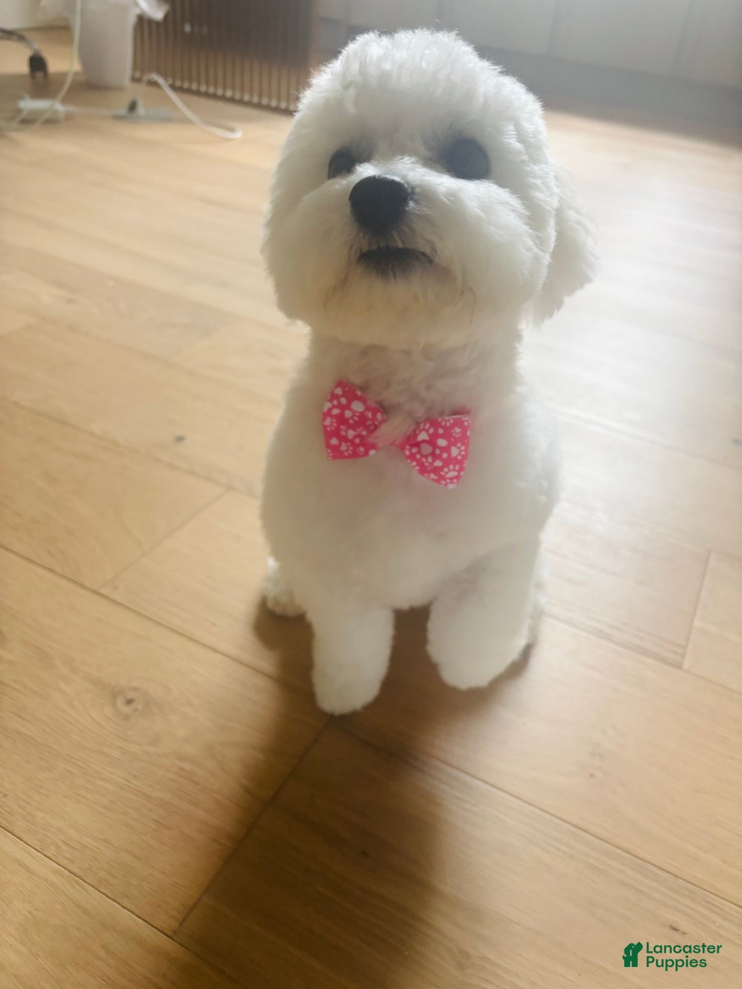 Bichon Frise dogs for sale: Zoe - Image 3