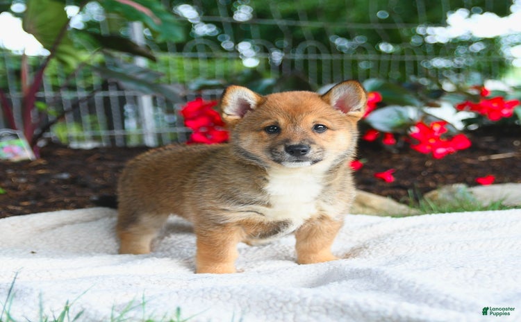 Shiba Inu dogs for sale - Ad 2