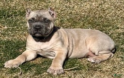 Cane Corso dogs for sale: Georgia - Image 16