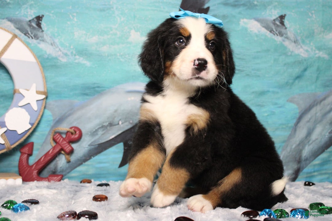 Bernese Mountain Dog dogs for sale: Pebbles - Image 37